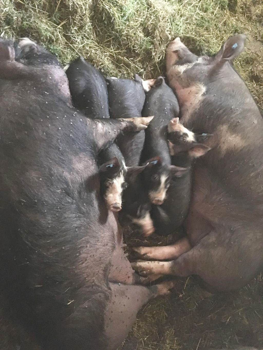 Familie Berkshire...